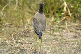 African Wattled Lapwing