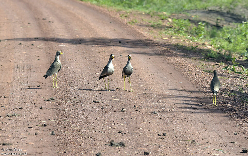 African Wattled Lapwing