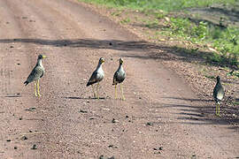 African Wattled Lapwing