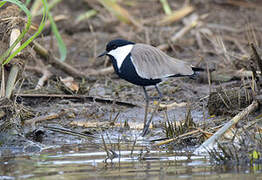 Spur-winged Lapwing