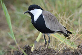 Spur-winged Lapwing