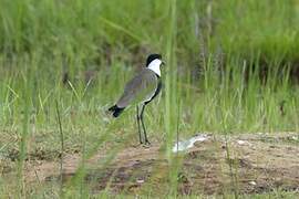 Spur-winged Lapwing