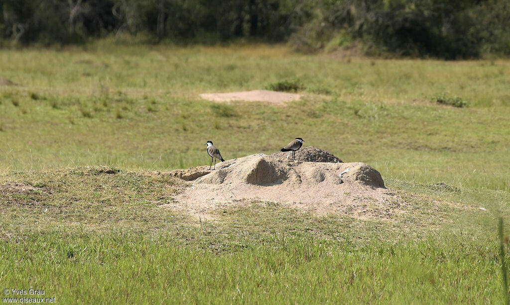 Spur-winged Lapwing