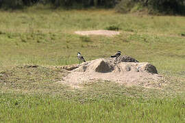 Spur-winged Lapwing