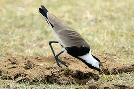 Spur-winged Lapwing