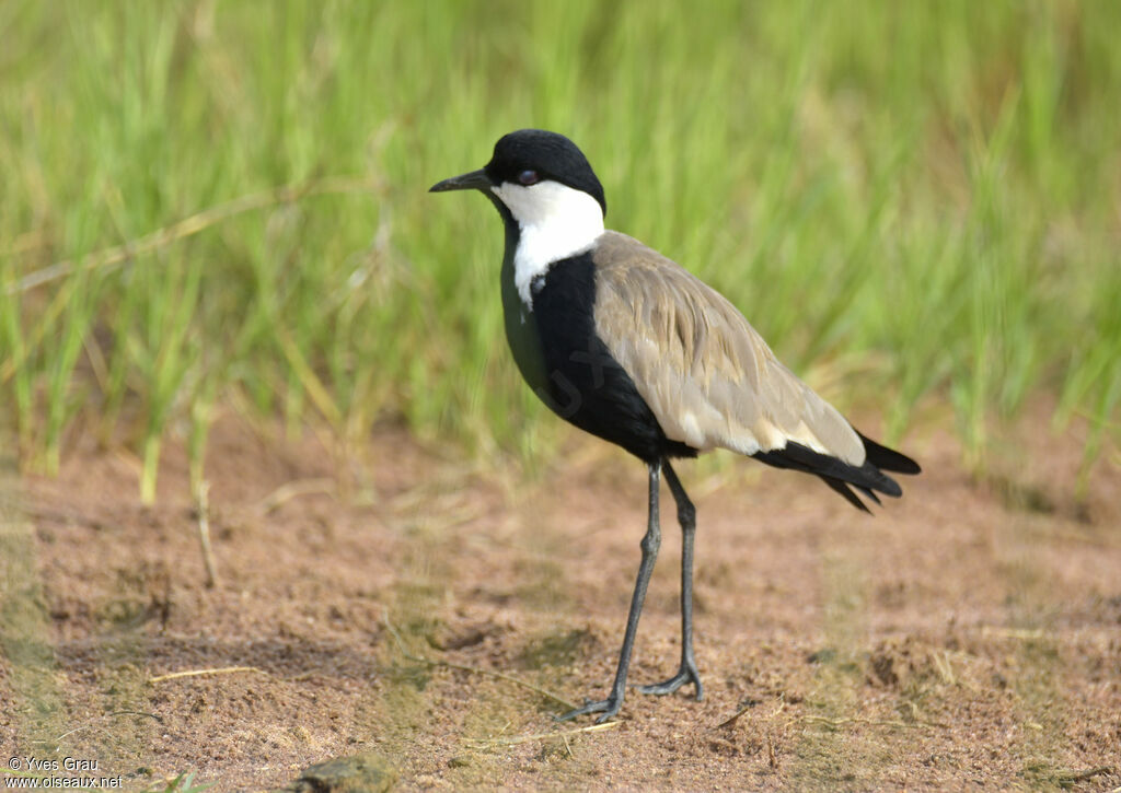 Spur-winged Lapwing