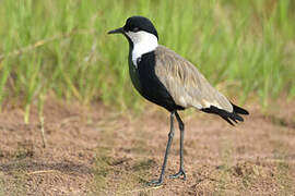 Spur-winged Lapwing