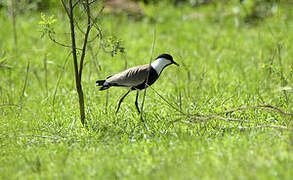 Spur-winged Lapwing