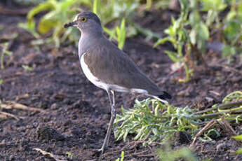 Vanneau terne