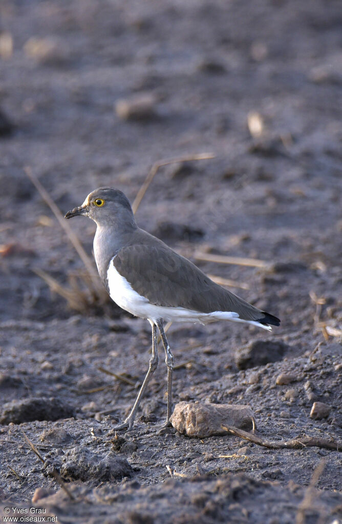 Senegal Lapwing