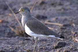 Senegal Lapwing