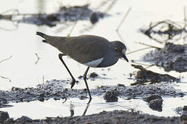 Senegal Lapwing