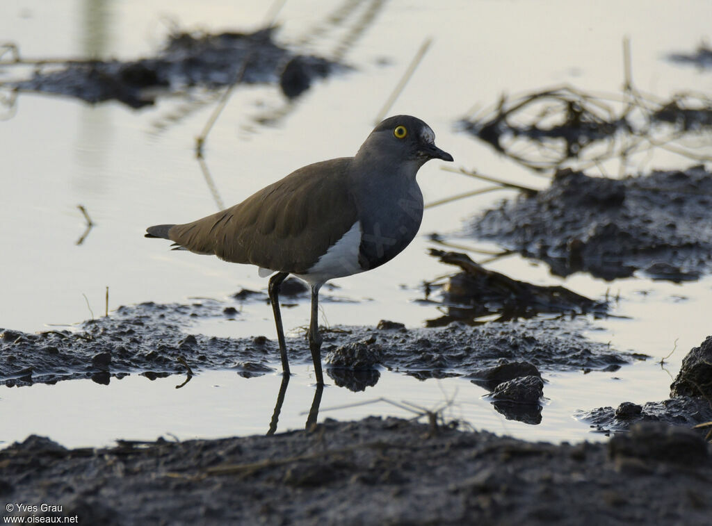 Senegal Lapwing