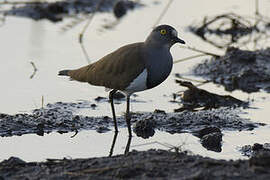 Senegal Lapwing