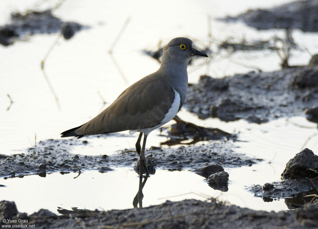 Senegal Lapwing