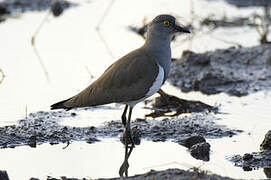 Senegal Lapwing