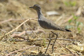 Senegal Lapwing