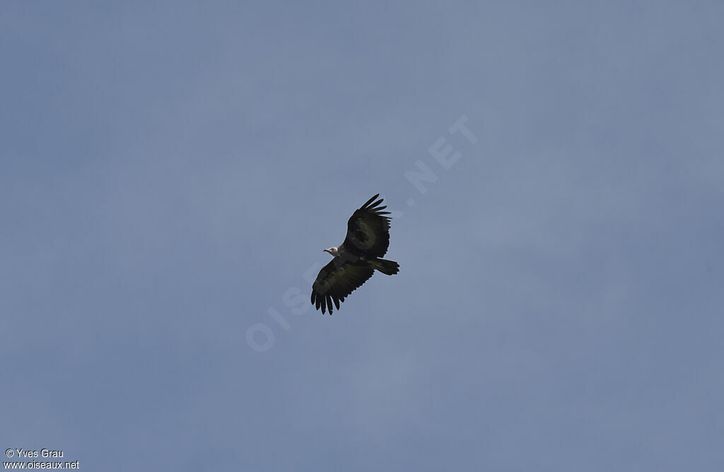 Hooded Vulture