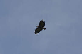 Hooded Vulture