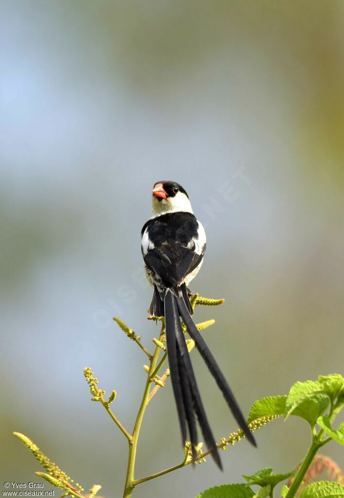 Pin-tailed Whydah male adult