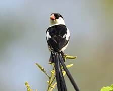 Pin-tailed Whydah