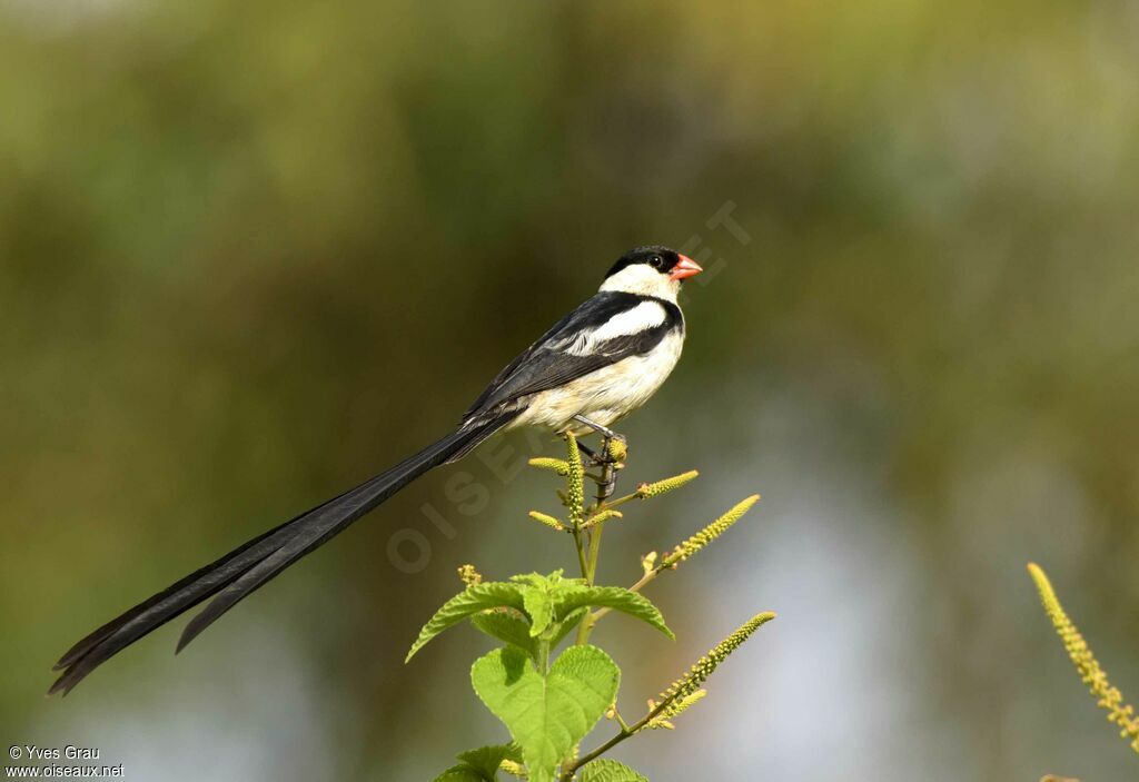 Pin-tailed Whydah male adult