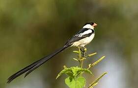 Pin-tailed Whydah