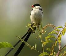 Pin-tailed Whydah