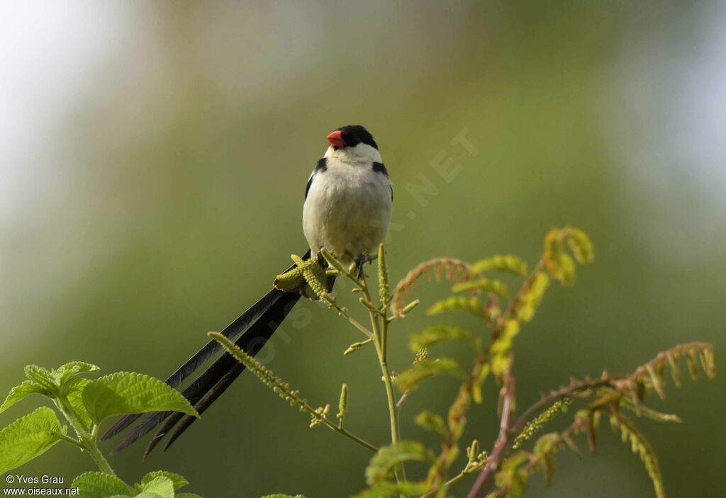 Pin-tailed Whydah male adult