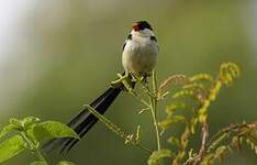 Veuve dominicaine