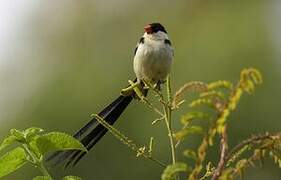 Pin-tailed Whydah