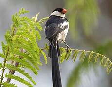 Pin-tailed Whydah