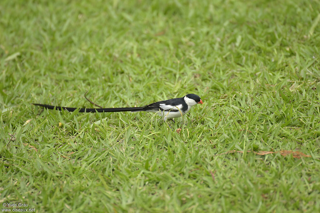 Pin-tailed Whydah male adult