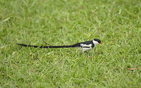 Pin-tailed Whydah