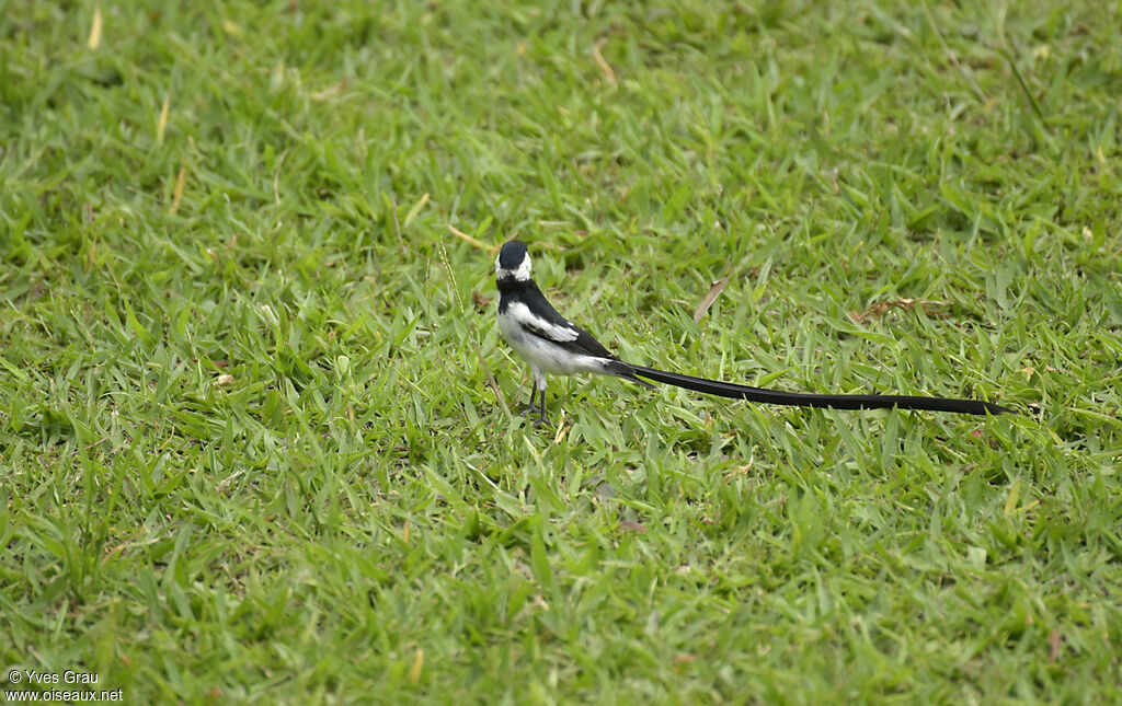 Pin-tailed Whydah male adult