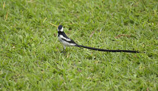 Pin-tailed Whydah