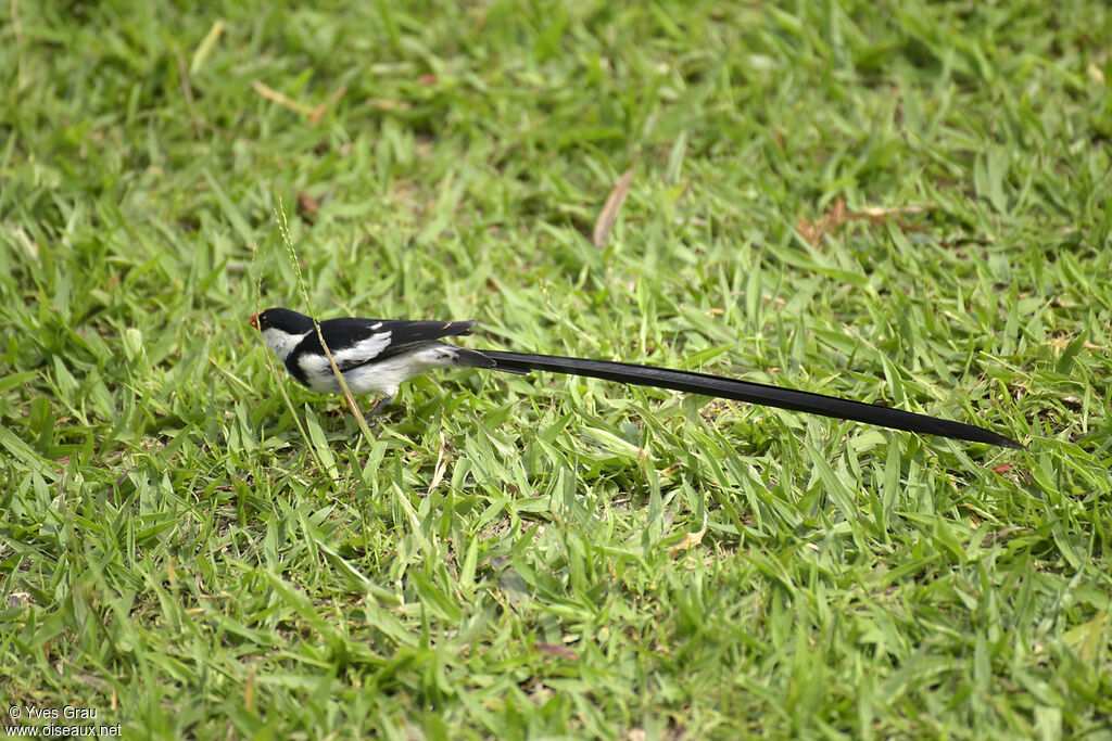 Pin-tailed Whydah male adult