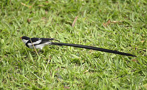 Pin-tailed Whydah