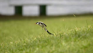 Pin-tailed Whydah