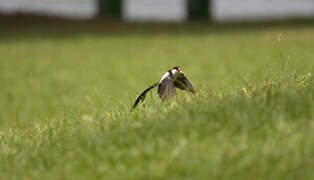 Pin-tailed Whydah