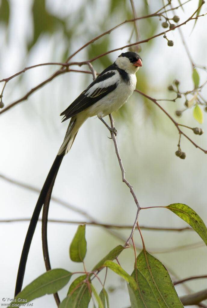 Pin-tailed Whydah male adult