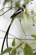 Pin-tailed Whydah