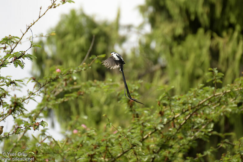 Pin-tailed Whydah male adult
