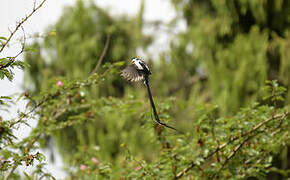 Pin-tailed Whydah