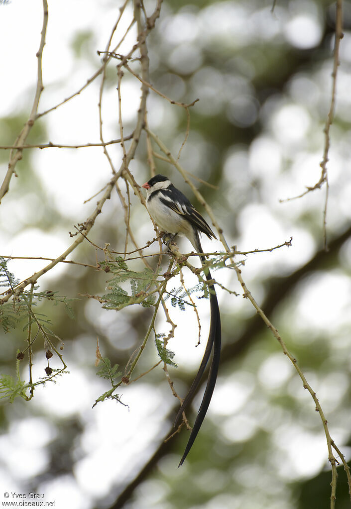 Pin-tailed Whydah male adult