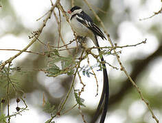 Pin-tailed Whydah