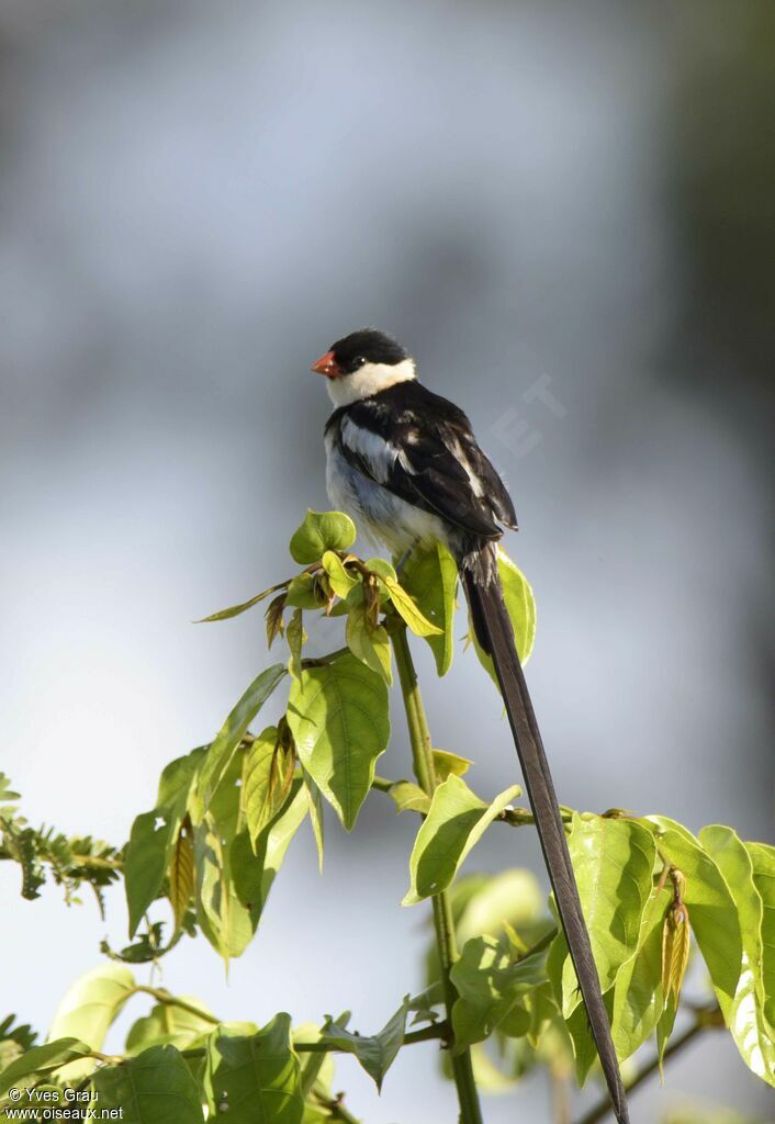 Pin-tailed Whydah male adult