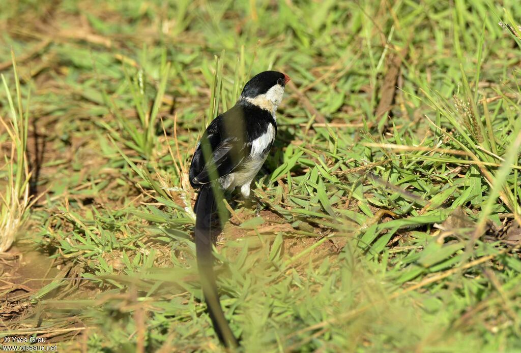 Pin-tailed Whydah male adult