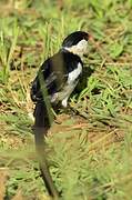 Pin-tailed Whydah