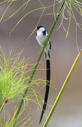 Pin-tailed Whydah